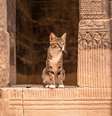 No Egito Antigo, os gatos eram referenciados como protetores divinos  Foto: Be Seen and Bloom | Shutterstock / Portal EdiCase
