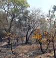 Parque Nacional de Brasília foi um dos atingidos por incêndios no ano passado  Foto: Antonio Cruz/Agência Brasil / Estadão