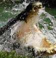 Os crocodilos de água salgada são os maiores répteis vivos do mundo  Foto: Getty Images / BBC News Brasil