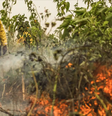 Incêndios causaram grande destruição no Brasil  Foto: Marcelo Camargo/Agência Brasil