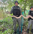 Jiboia de 2,5 metros é resgatada próxima a capela em Juazeiro do Norte (CE)  Foto: Divulgação/Polícia Militar Ambiental