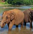 A mulher foi atingida pela tromba do elefante enquanto participava de uma atividade de banho  Foto: Imagem ilustrativa/Freepik