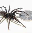 Maior macho já registrado de aranha-teia-de-funil chega a 9,2 cm  Foto: Australian Reptile Park/Divulgação / Estadão