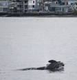 Orca é flagrada carregando filhote morto nos EUA  Foto: Candice Emmons/NOAA Fisheries West Coast