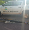 Sucuri-verde é atropelada e expele dezenas de filhotes em rodovia do MT  Foto: Divulgação/Vigilância Sanitária de Porto dos Gaúchos