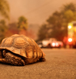 Tartaruga terrestre em rua na Califórnia, enquanto ventos fortes alimentam incêndios florestais devastadores na área de Los Angeles e forçam as pessoas a evacuar  Foto: Reuters / BBC News Brasil