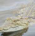 Menina de 5 anos morre após ser devorada por crocodilo na frente dos pais  Foto: Reprodução/Unsplash / Contigo