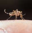 Aprenda a se proteger do mosquito da dengue  Foto: Freepik
