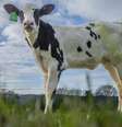 A chegada de Hilda foi anunciada como um marco para a redução da pegada de carbono da indústria  Foto: DW / Deutsche Welle