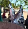 Peixe-espada ataca para se proteger, segundo biólogos  Foto: Reprodução/Inter TV RJ