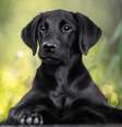 Uma imagem de arquivo de um lindo filhote de labrador preto  Foto: Getty Images / BBC News Brasil