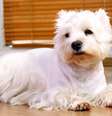 Cachorro da raça maltês  Foto: Freepik