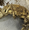 Restos de animais embarcados na Nigéria e apreendidos em Guarulhos   Foto: Ministério da Agricultura e Pecuária