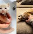 Jovem resgata filhote de raposa achando que era gato  Foto: Reprodução / Bons Fluidos