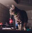 Hiperatividade dos gatos durante a noite pode ser sinal de tédio e ansiedade  Foto: Vershinin89 | Shutterstock / Portal EdiCase