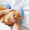 Proporcionar um ambiente rico em atividades pode ser a chave para controlar a hiperatividade do felino  Foto: Shutterstock / Alto Astral