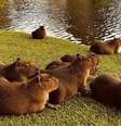 Capivara às margens do lago em Palhoça, município de Santa Catarina.  Foto: Reprodução/Instagram @soupedrabranca / Estadão