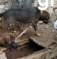 Com dono preso por furtar fraldas, cachorros esperam por ele na rua há 15 dias em Cuiabá  Foto: Arquivo Pessoal / Contigo