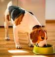 A alimentação natural é benéfica para a saúde dos animais  Foto: Przemek Iciak | Shutterstock / Portal EdiCase