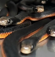 Foram encontradas cobras adultas e filhotes no monte  Foto: Reprodução/Reptile Relocation Sydney