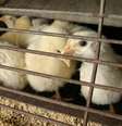 H5N1 é vírus de gripe aviária  Foto: REUTERS/Richard Carson RJC/Foto de arquivo