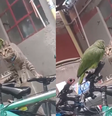 Papagaio pede ajuda da vó após gato confrontá-lo  Foto: Reprodução