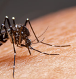 Tradicionalmente, a maior parte dos registros de dengue é observada nos meses de fevereiro, março e abril  Foto: witsawat/Adobe Stock