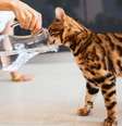 Cuidados com os pets devem ser redobrados durante os dias de calor  Foto: pyrozhenka | Shutterstock / Portal EdiCase