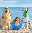 Cuidados com os pets na praia e na piscina garantem a saúde e bem-estar deles  Foto: Kasefoto | Shutterstock / Portal EdiCase