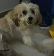 Cachorro "Pelado" é aceito como coautor de processo contra a Prefeitura de João Pessoa  Foto: Reprodução
