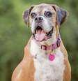 Cuidados específicos com os pets idosos melhora a qualidade de vida deles  Foto: McCann Michelle | Shutterstock / Portal EdiCase