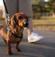 Dachshund passeando de coleira  Foto: Patas Da Casa