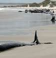 As falsas-orcas encalharam em uma praia remota no noroeste da Tasmânia  Foto: Tasmania Department of Environment / BBC News Brasil