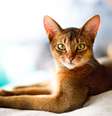 Gato Abissínio deitado olhando para foto  Foto: Patas Da Casa