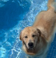 Cachorra Mia, que foi encontrada enterrada em quintal de adestrador  Foto: Reprodução/Instagram