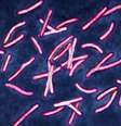 Os casos de tuberculose aumentaram no Reino Unido e em todo o mundo à medida que a doença aumenta sua resistência aos antibióticos  Foto: Getty Images / BBC News Brasil