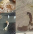 Estudantes da UFMA denunciam presença de larvas em feijoada de Restaurante Universitário  Foto: Reprodução/TV Mirante