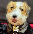 Suri, cachorrinha de 'Ainda Estou Aqui'  Foto: Reprodução/Instagram