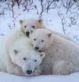 Os filhotes de urso polar recém-nascidos passam semanas na toca com a mãe até ficarem velhos e fortes o suficiente para sair. Foto de Dmytro Cherkasov/Polar Bears International, CC BY  Foto: The Conversation