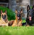 O pastor alemão e o pastor belga malinois compartilham semelhanças, mas são distintos em diversos aspectos  Foto: Julia Malsagova | Shutterstock / Portal EdiCase