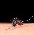 O Brasil está enfrentando uma epidemia de dengue, por isso, além das medidas recomendadas, saiba quais repelentes ajudam a se proteger  Foto: Revista Malu