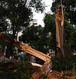 Árvore de grande porte cai no Largo do Arouche devido ao forte temporal que atingiu a região central de São Paulo, na tarde desta quarta-feira (12).  Foto: ROBERTO SUNGI/ATO PRESS/ESTADÃO CONTEÚDO