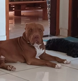 O pitbull Zairon aparece em registros com outros animais  Foto: Reprodução/Instagram