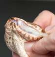 Víbora-da-morte injeta mais veneno mortal com a terceira presa  Foto: Divulgação/Reptile Park