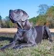cachorro azul deitado ao ar livre  Foto: Patas Da Casa
