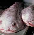 O peixe-bolha era o azarão da eleição. Ele já ostentou o título de 'animal mais feio do mundo'  Foto: Getty Images / BBC News Brasil