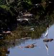 Rio Faria-Timbó, na comunidade de Manguinhos, zona norte do Rio de Janeiro. Um esgoto a céu aberto  Foto: Tânia Rêgo/Agência Brasil - 29.08.2024