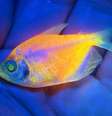 Peixe ornamental geneticamente modificado apreendido pelo Ibama.  Foto: Divulgação/Ibama / Estadão