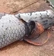 Pirarucu é encontrado morto com boné preso ao corpo em lago de Goiás  Foto: Divulgação/Semma
