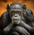 Os chimpanzés estão entre nossos parentes animais mais próximos, mas a comparação com cérebro humanos mostram que temos uma organização e interconexão diferente entre suas partes, o que nos torna mais sociais e dotados de linguagem falada KensCanning/Shutterstock  Foto: The Conversation